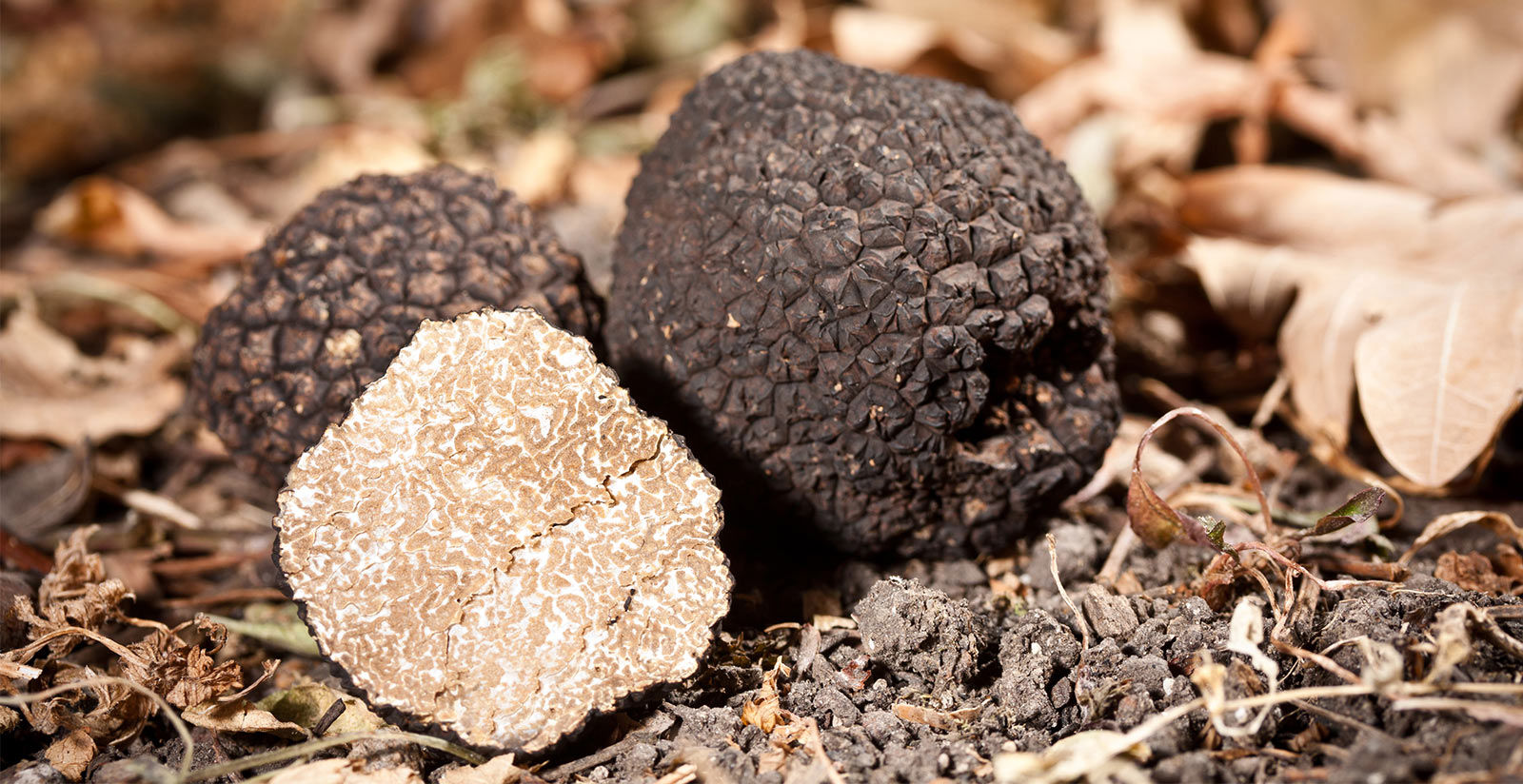 Grand Hotel Imperiale - Truffle Hunt in Tuscany 2