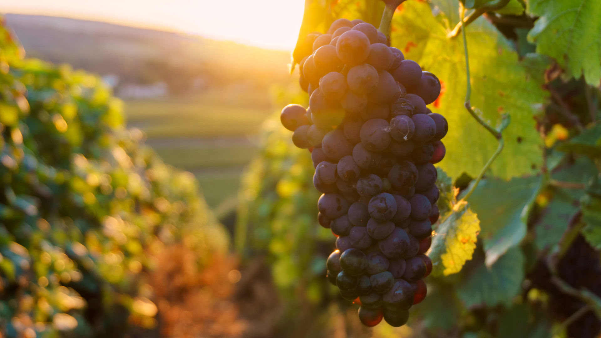 Donnafugata winery 1