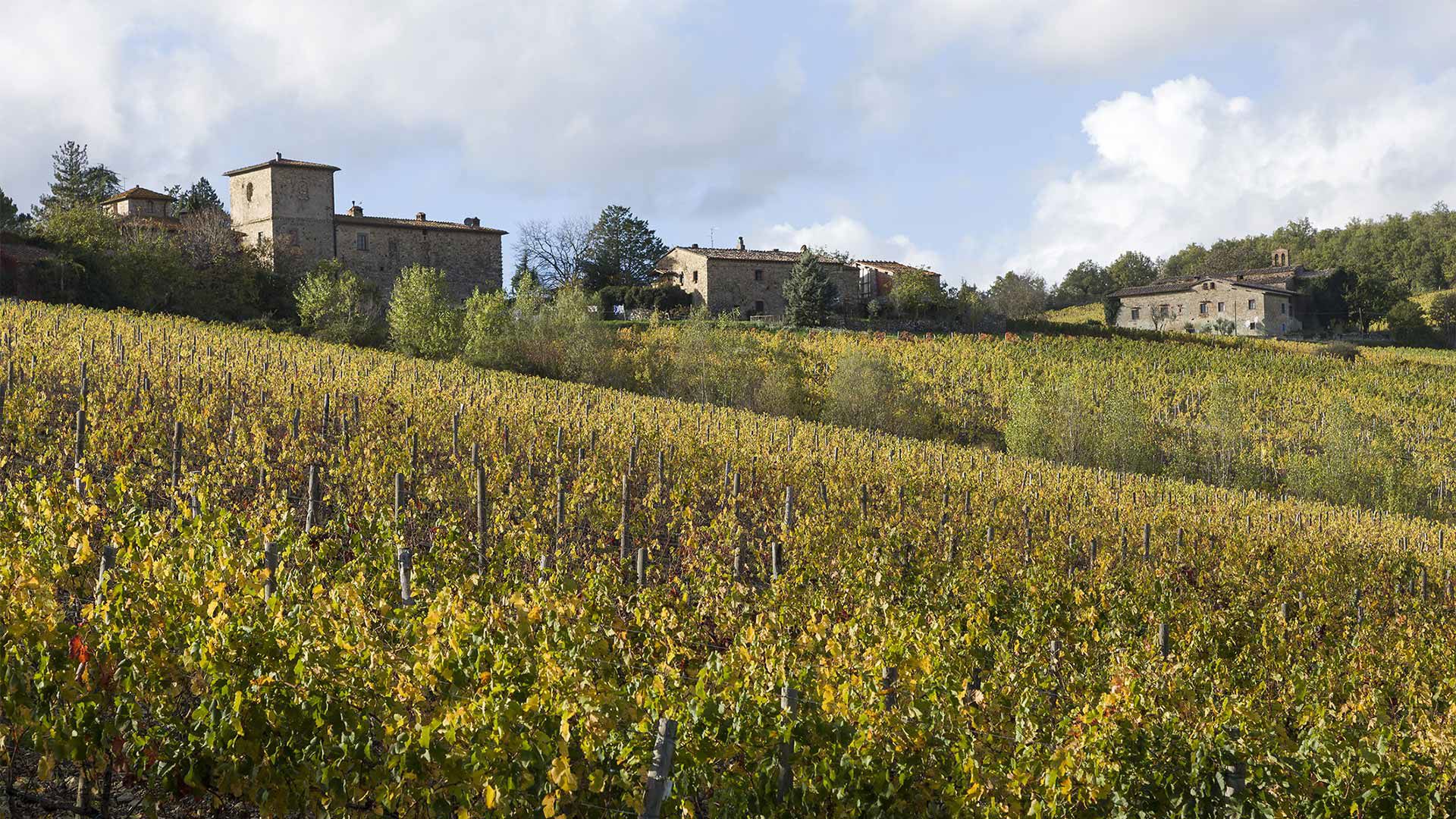 Vineyard San Piero 2