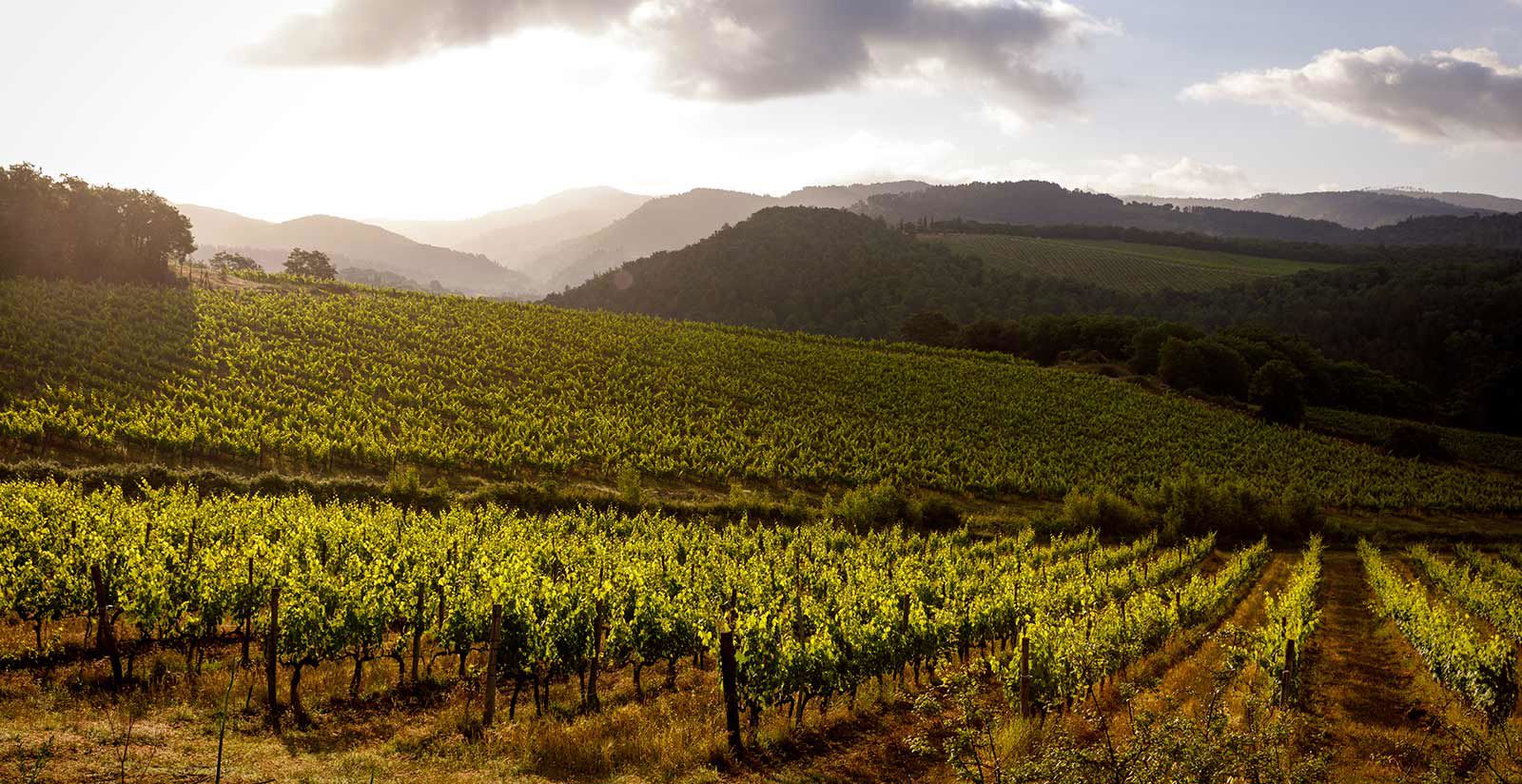 Castello Di Meleto 15