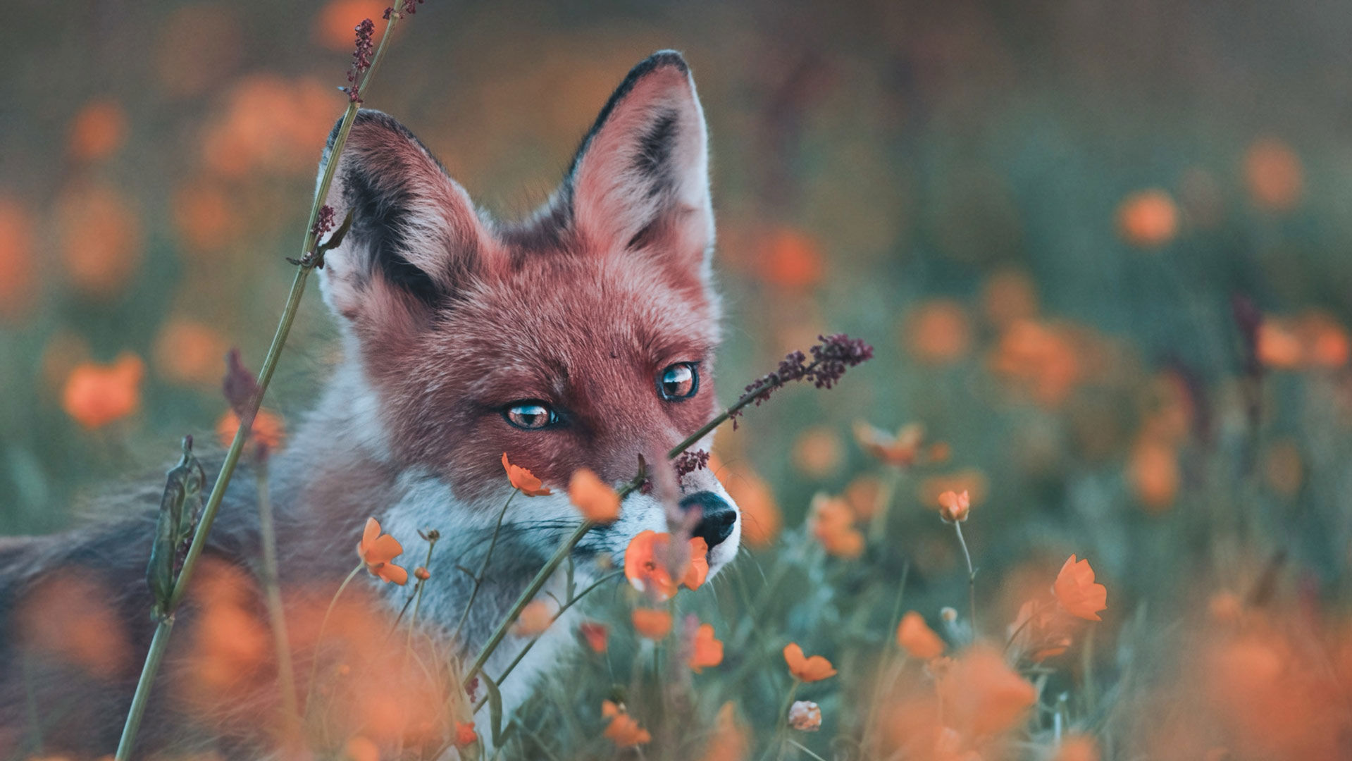 Kongsfjord Artic Lodge - Kongsfjord Arctic Lodge is the perfect stay for anyone looking for a unique experience in the fjords on the Barents Sea 12