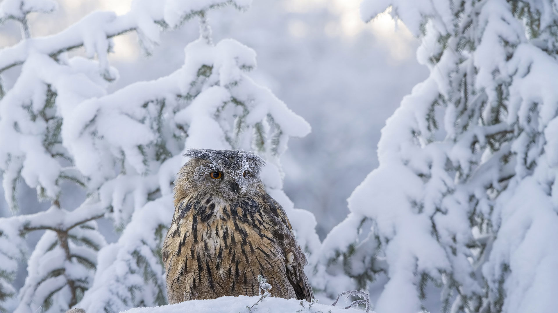 Kongsfjord Artic Lodge - Kongsfjord Arctic Lodge is the perfect stay for anyone looking for a unique experience in the fjords on the Barents Sea 11