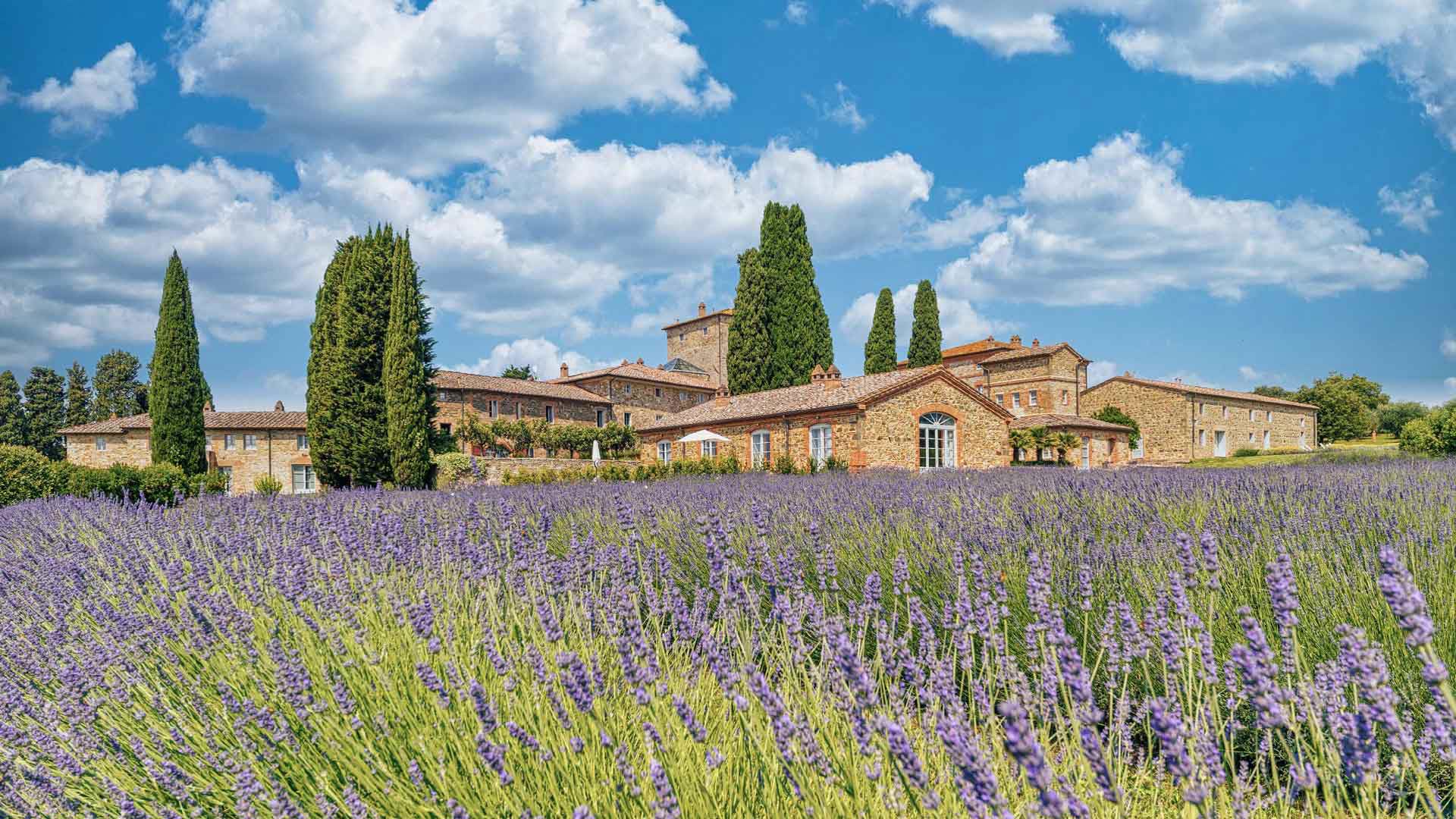 Lavender Borgo Scopeto