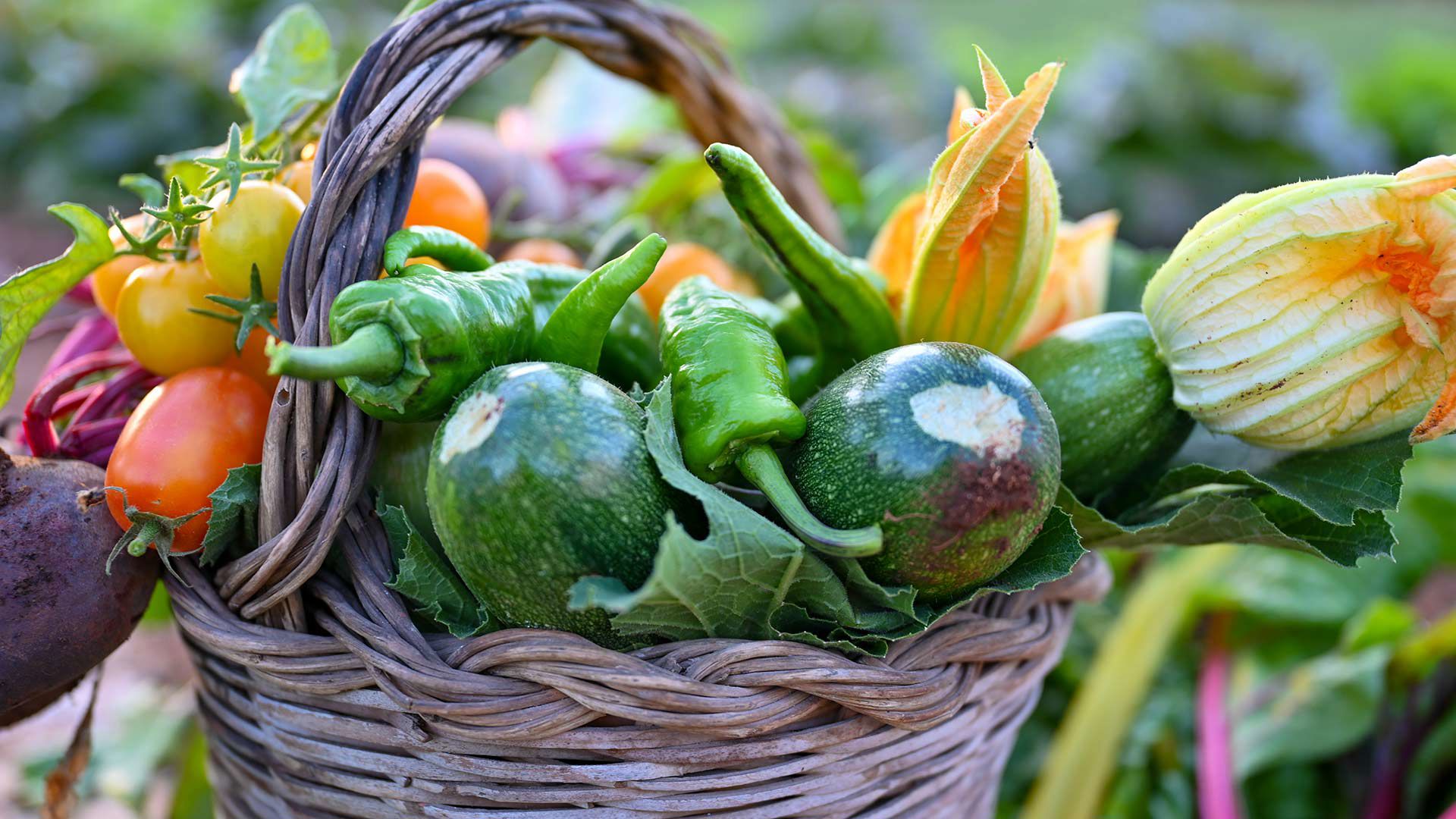 The Vegetable Garden 1