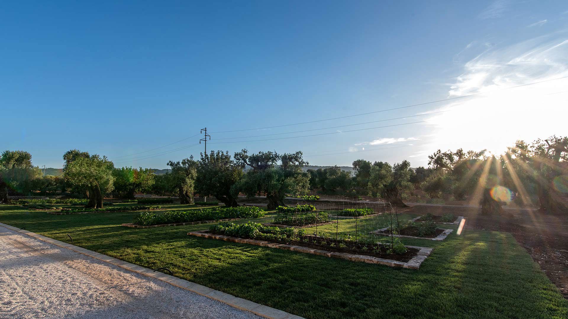 The Vegetable Garden 3