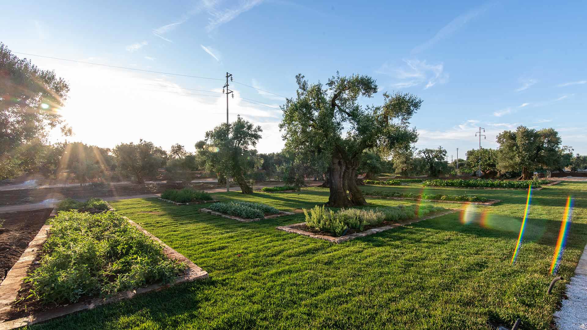 The Vegetable Garden 4