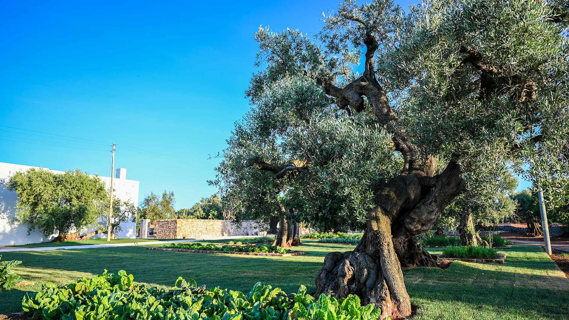 The Vegetable Garden 5