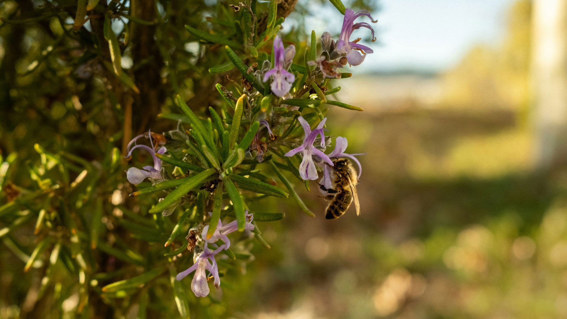 Il Rosmarino Restaurant 46