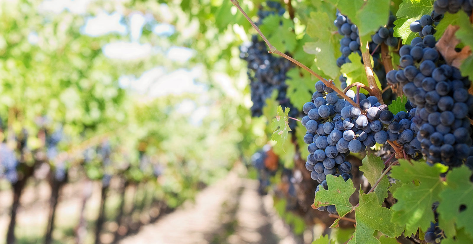 Puglia vine varieties: a priceless treasure 2