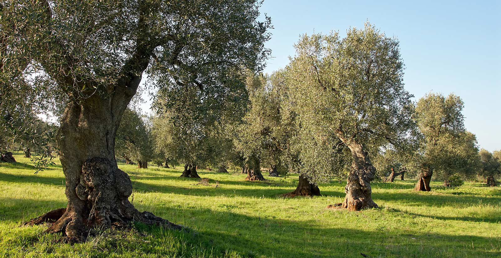 Adoptiere einen jahrhundertealten Olivenbaum 2