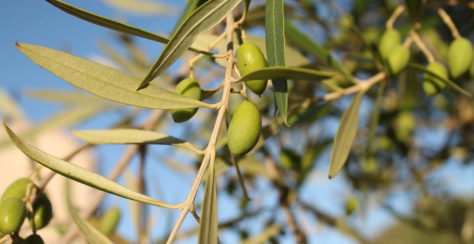 Raccolta delle olive in Puglia 4