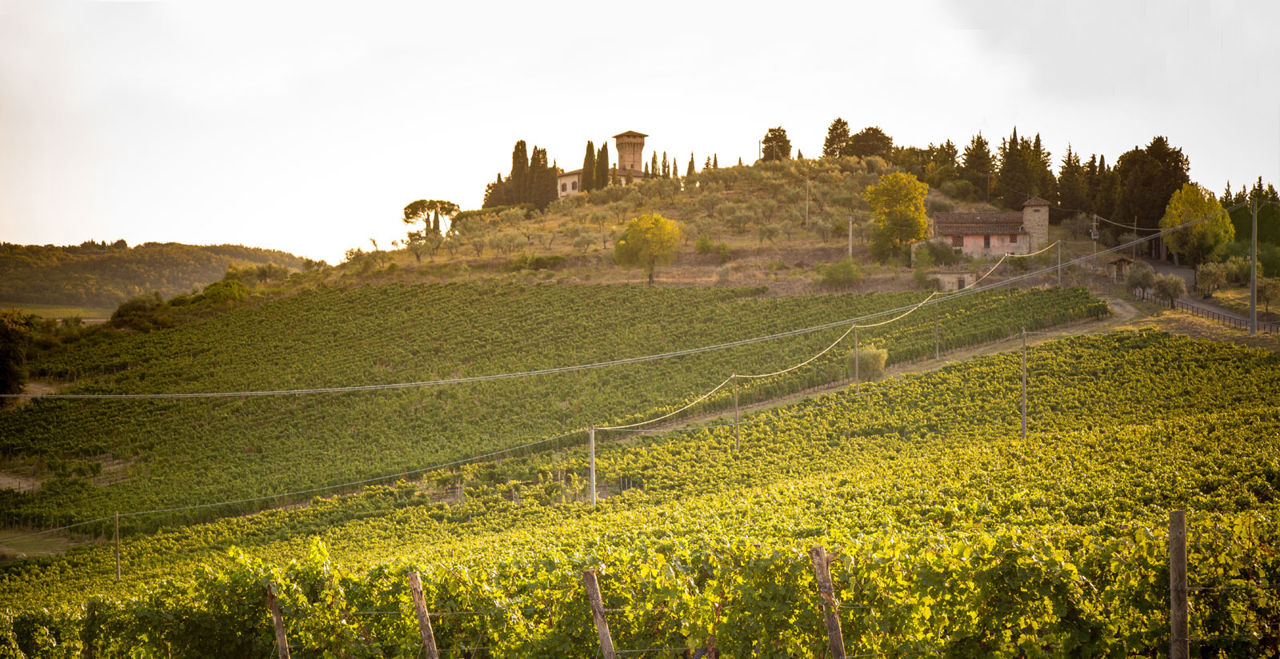 castello vicchiomaggio wine tour