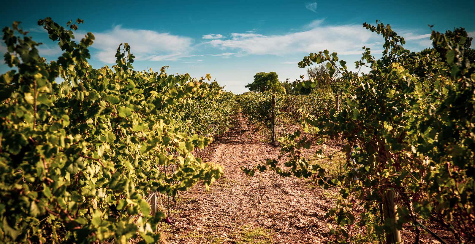 Masseria Primitivo wine tasting Puglia  4