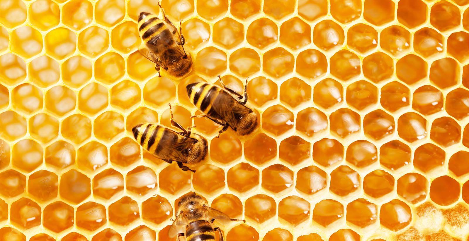 Beekeeping 4