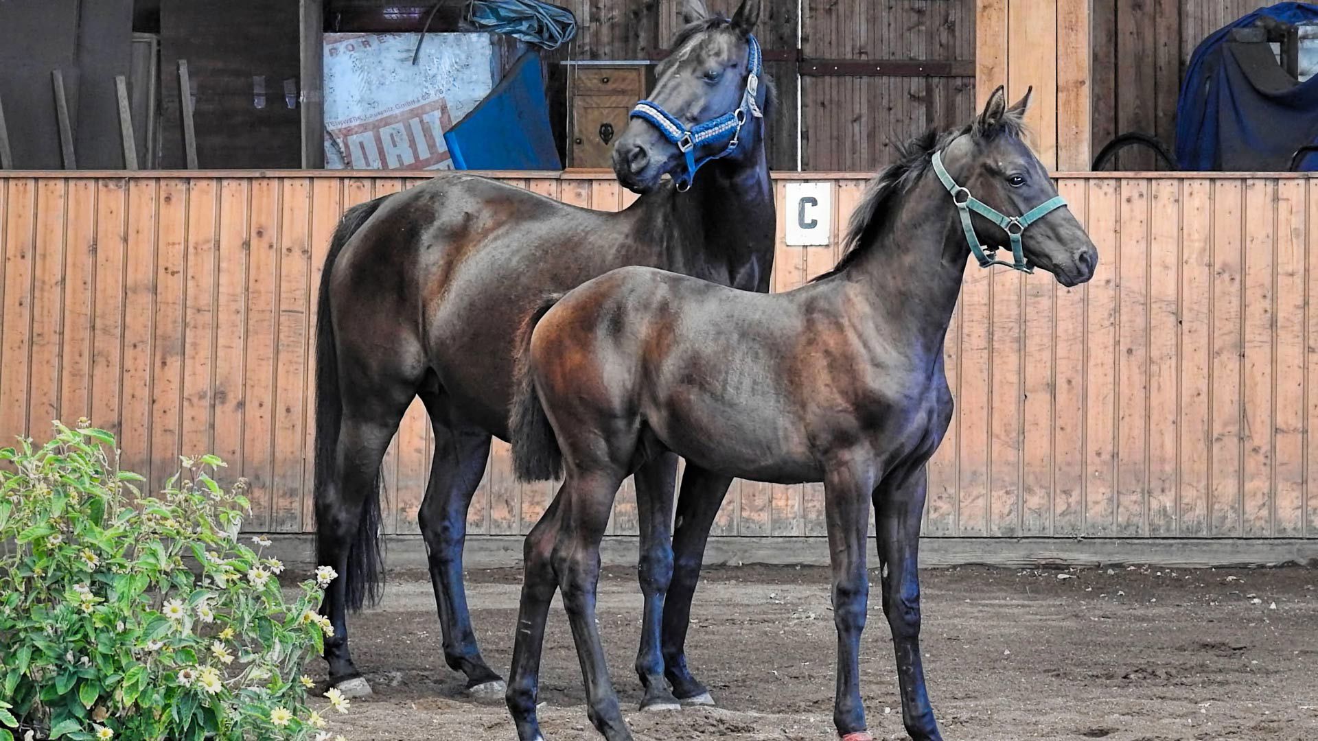 Equestrian Show Bologna 108