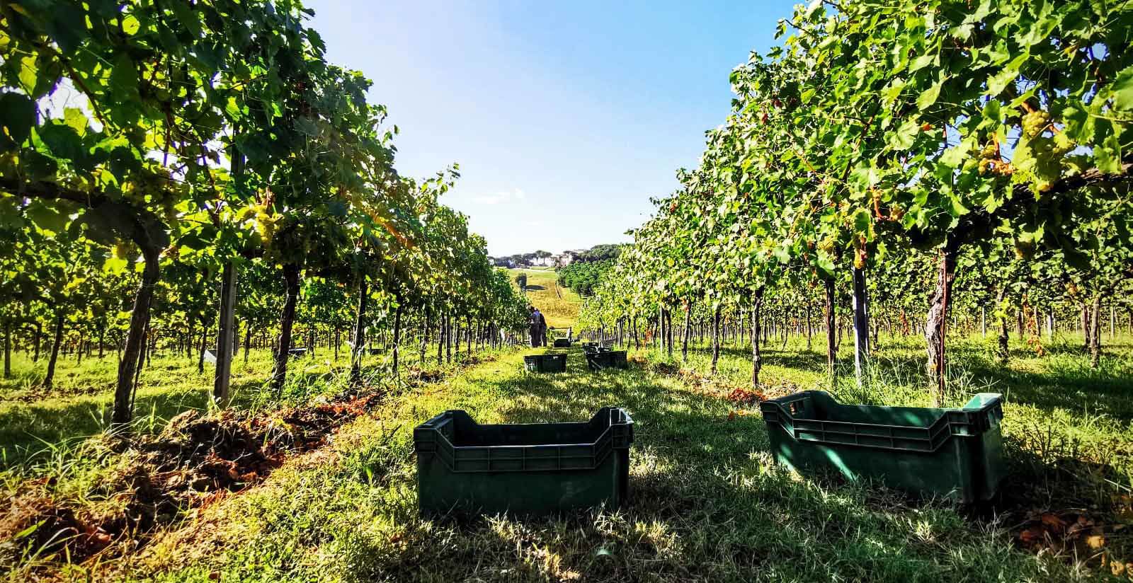 Cantina Vini - Castello di Solfagnano 14