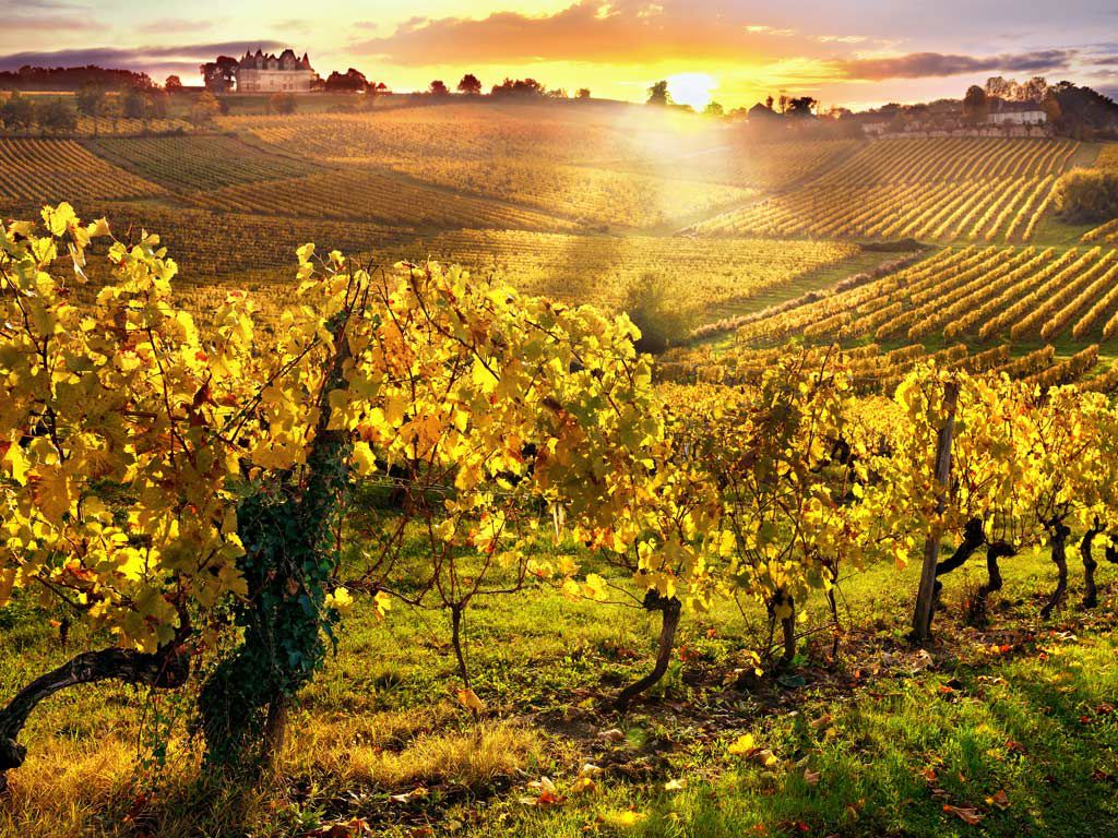 Wineries and vineyards in Locorotondo 5