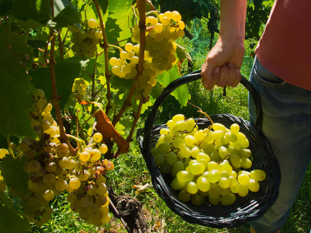 Wineries and vineyards in Locorotondo 3