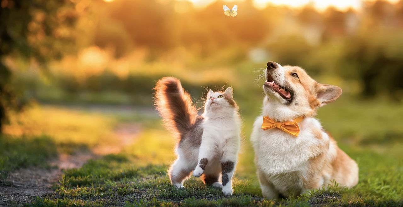 Scegli Hotel Miramare, hotel petfriendly a Silvi Marina