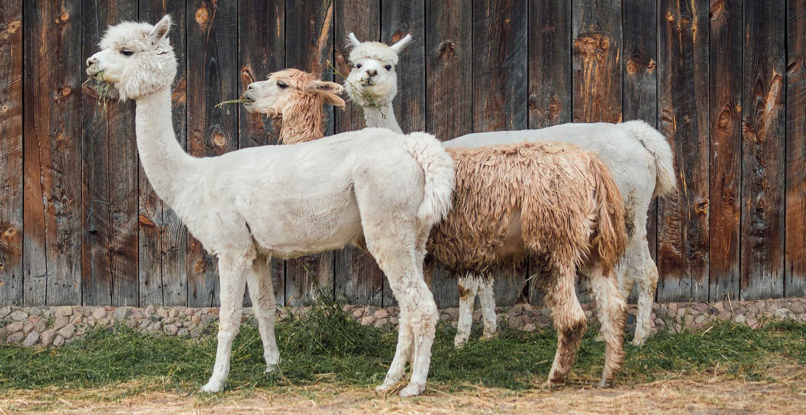 Incontrare gli Alpaca 1