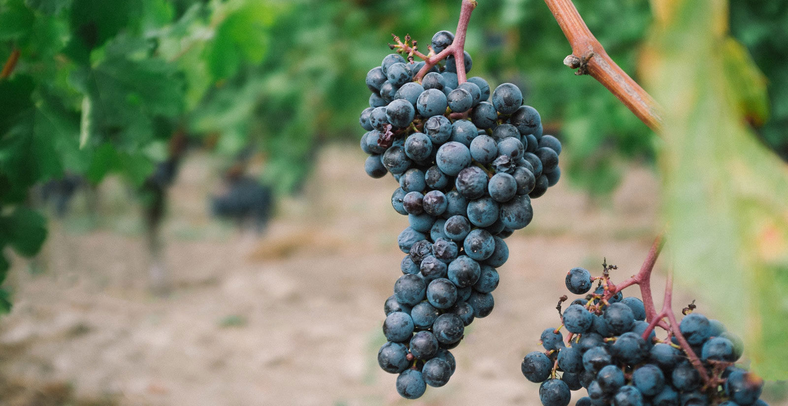Ancient native grape varieties: in the kingdom of nero d'avola and moscato di noto 3