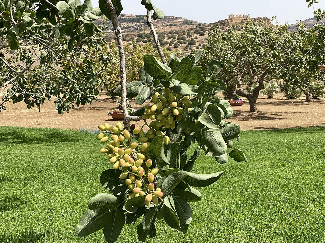 Hotel Villa Athena - Adopt a pistachio tree 1